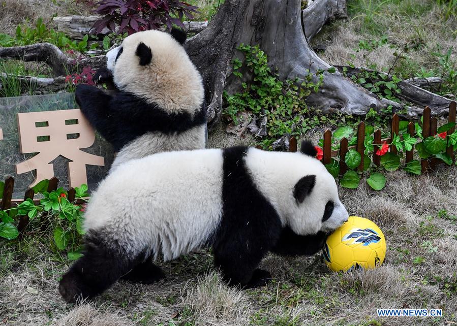CHINA-SICHUAN-FOOTBALL-THEMED PARTY-GIANT PANDAS (CN)