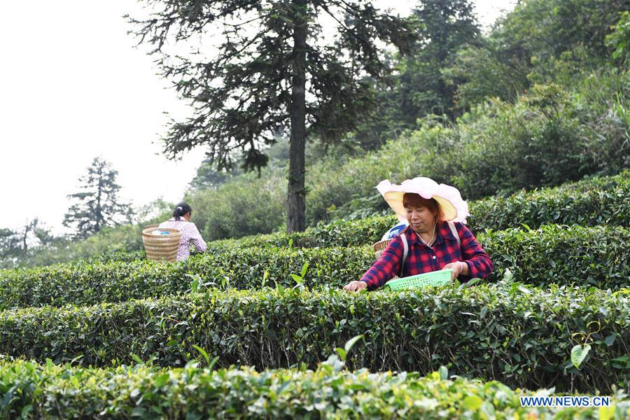 CHINA-CHONGQING-WULONG DISTRICT-TEA PLANTING INDUSTRY (CN)