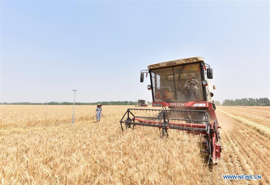 CHINA-HEBEI-TRITICALE-HARVEST (CN)