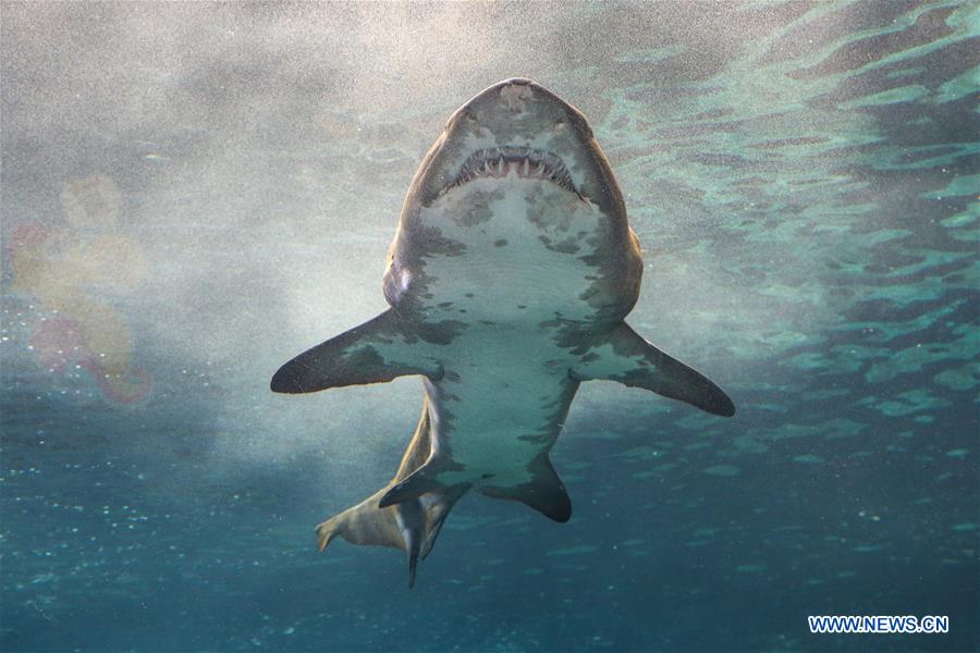 GREECE-CRETE-AQUARIUM