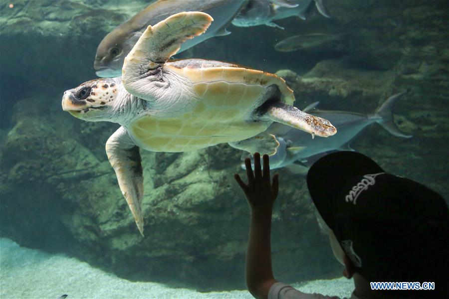 GREECE-CRETE-AQUARIUM
