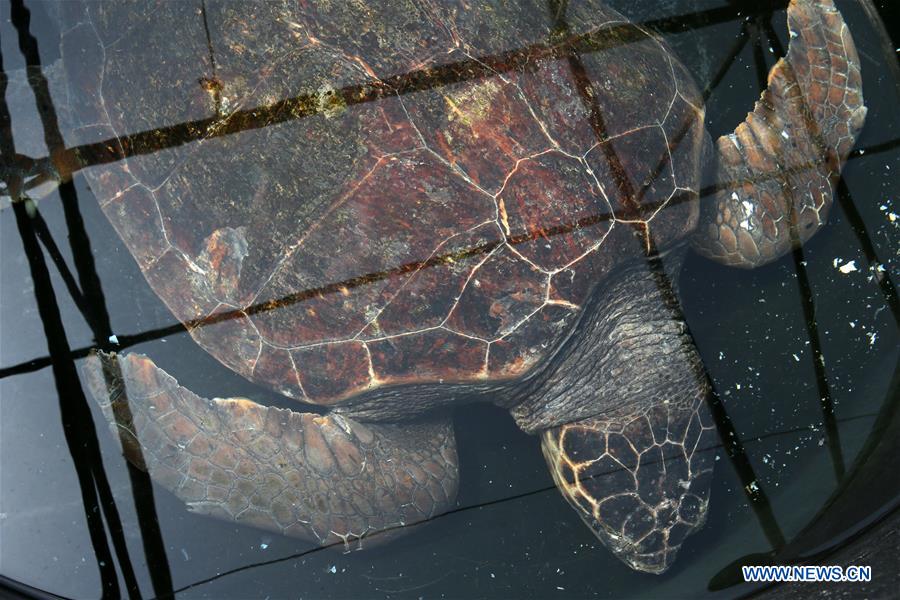 GREECE-ATHENS-SEA TURTLES-RESCUE CENTER