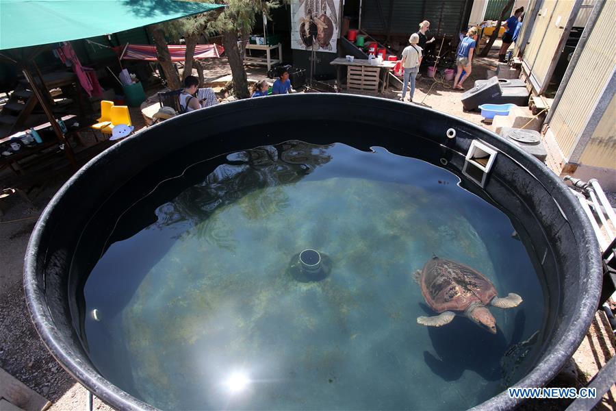 GREECE-ATHENS-SEA TURTLES-RESCUE CENTER