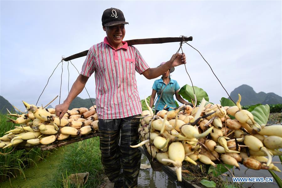 #CHINA-GUANGXI-AGRICULTURE-LOTUS ROOT-HARVEST (CN)