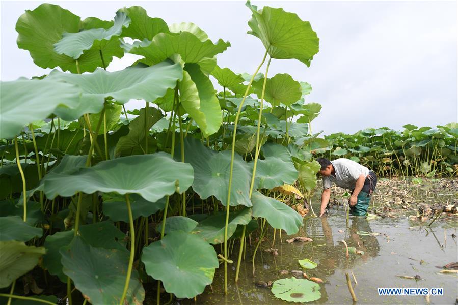 #CHINA-GUANGXI-AGRICULTURE-LOTUS ROOT-HARVEST (CN)