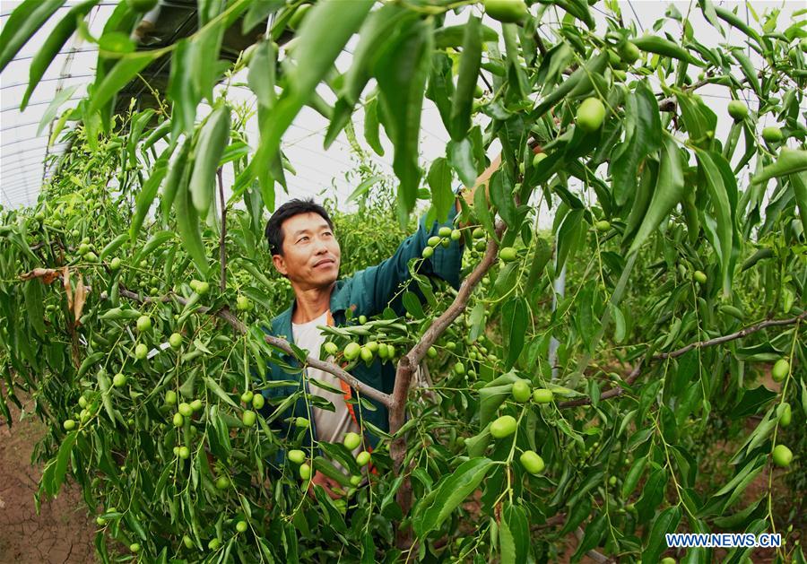 CHINA-HEBEI-WINTER JUJUBE-PLANTATION (CN)