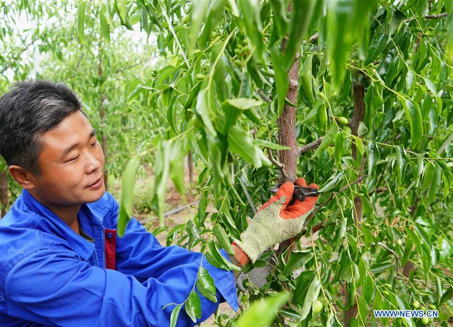 CHINA-HEBEI-WINTER JUJUBE-PLANTATION (CN)