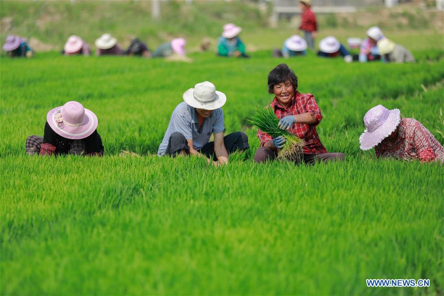#CHINA-SUMMER SOLSTICE-AGRICULTURE (CN)