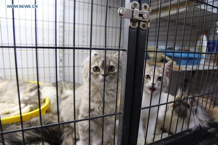Local people go to pet markets with their children in Kuwait Xinhua English.news.cn