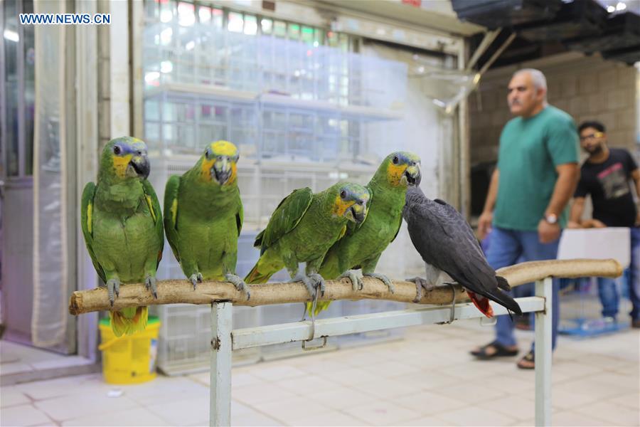 Local people go to pet markets with their children in Kuwait Xinhua