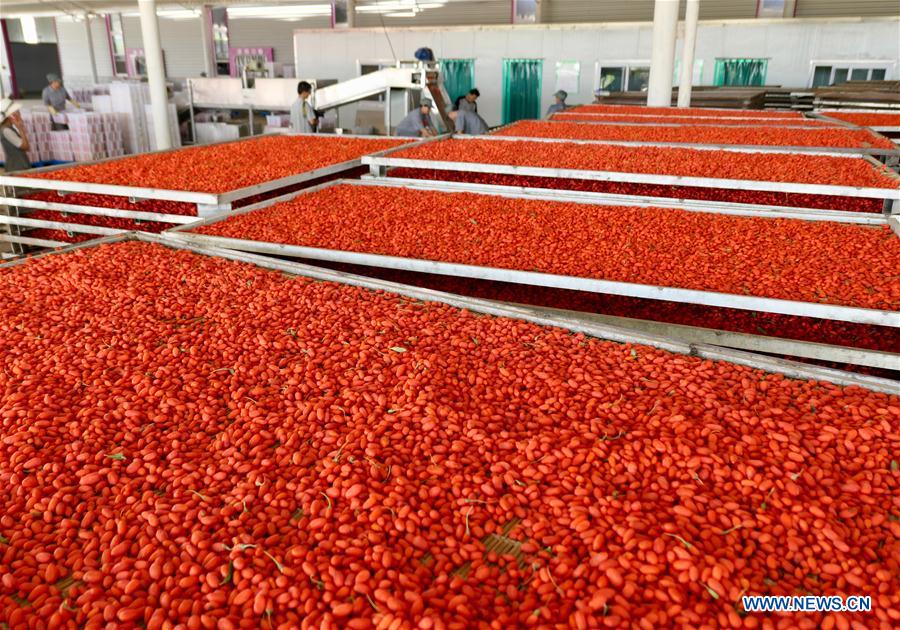 CHINA-NINGXIA-WOLFBERRY INDUSTRY-POVERTY ALLEVIATION (CN)