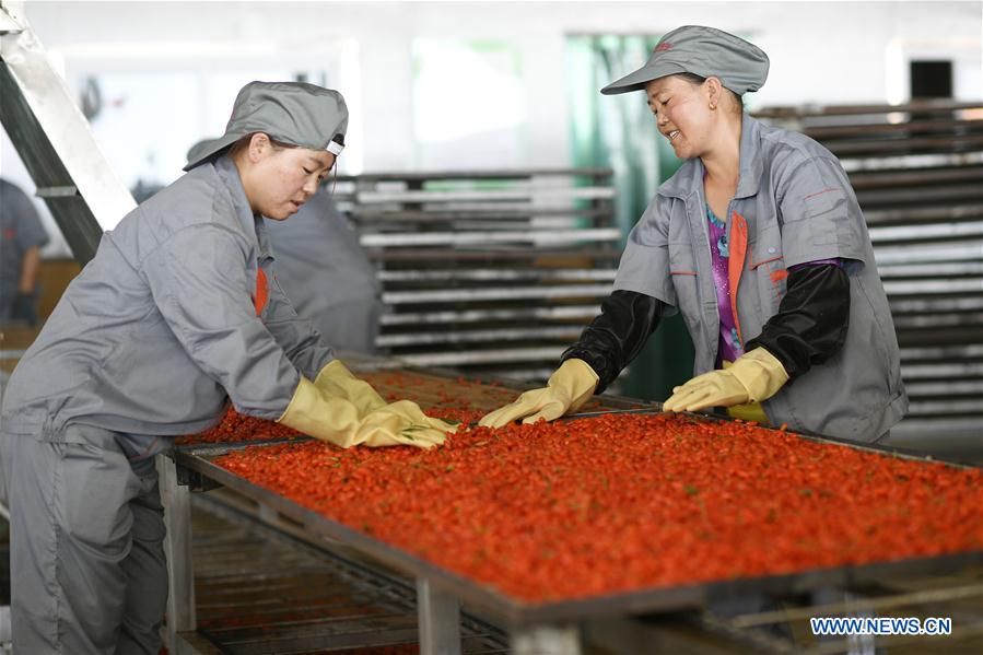 CHINA-NINGXIA-WOLFBERRY INDUSTRY-POVERTY ALLEVIATION (CN)