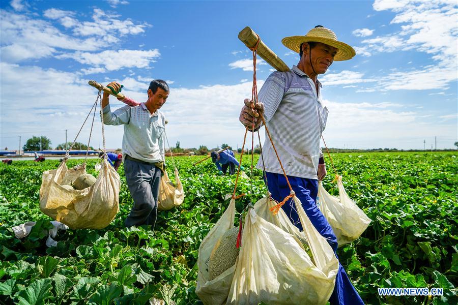 #CHINA-XINJIANG-AGRICULTURE-HAMI MELON-MARKET (CN)