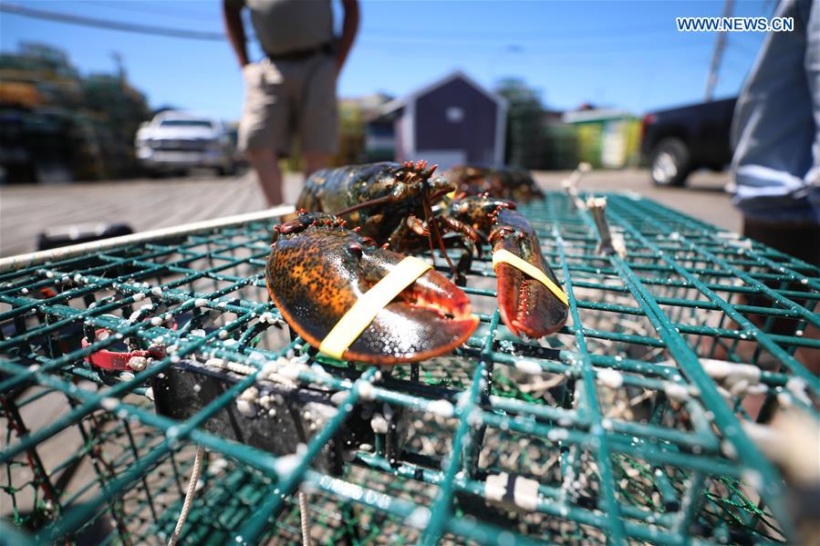 Xinhua Headlines: Tariff conflict with China raises alarm in lobster industry in U.S. state