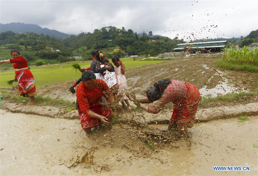 NEPAL-LALITPUR-PADDY DAY-RICE PLANTATION