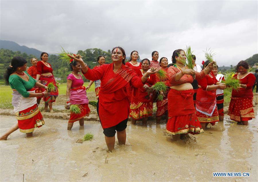NEPAL-LALITPUR-PADDY DAY-RICE PLANTATION
