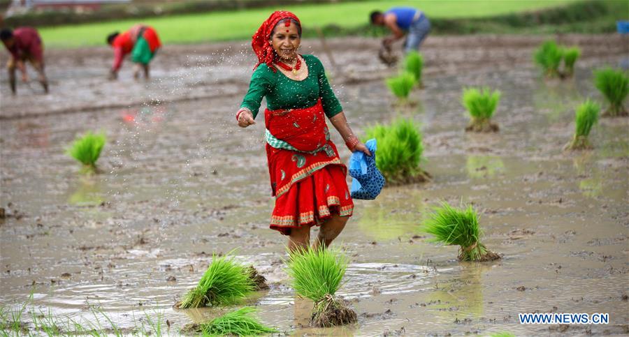 NEPAL-LALITPUR-PADDY DAY-RICE PLANTATION