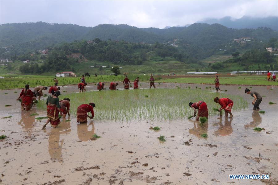 NEPAL-LALITPUR-PADDY DAY-RICE PLANTATION