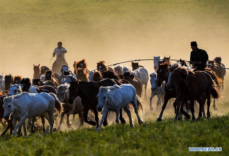 CHINA-INNER MONGOLIA-GRASSLAND-HORSES (CN)
