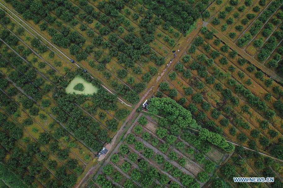 CHINA-ZHEJIANG-HUZHOU-PEACH FAIR (CN)