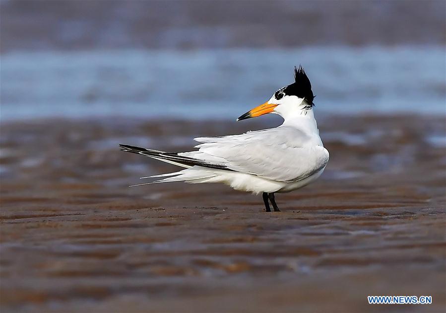 CHINA-FUJIAN-CHINESE CRESTED TERN (CN)