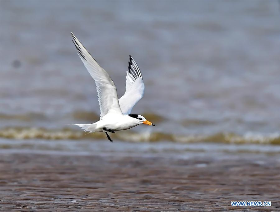 CHINA-FUJIAN-CHINESE CRESTED TERN (CN)