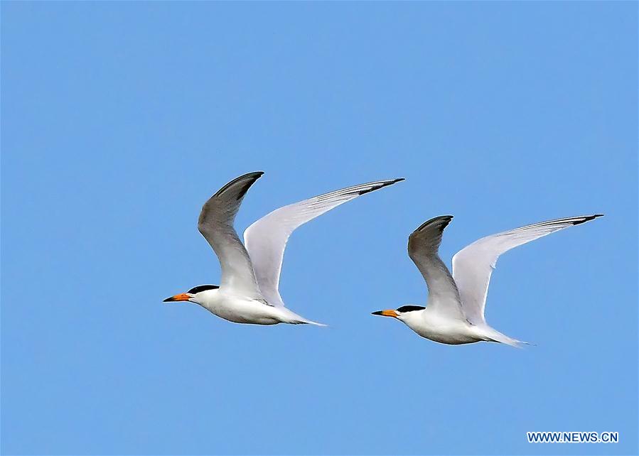 CHINA-FUJIAN-CHINESE CRESTED TERN (CN)