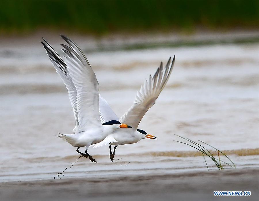 CHINA-FUJIAN-CHINESE CRESTED TERN (CN)