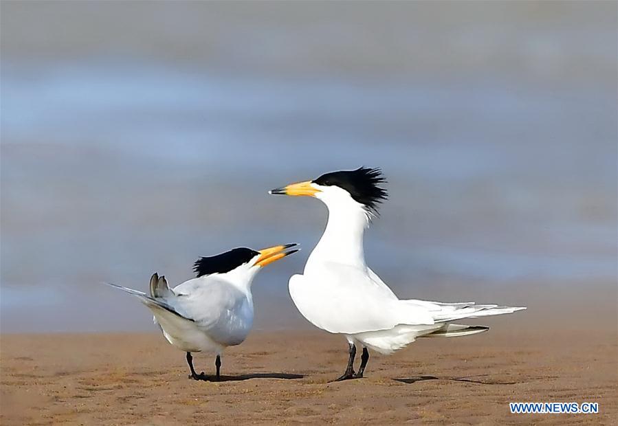 CHINA-FUJIAN-CHINESE CRESTED TERN (CN)