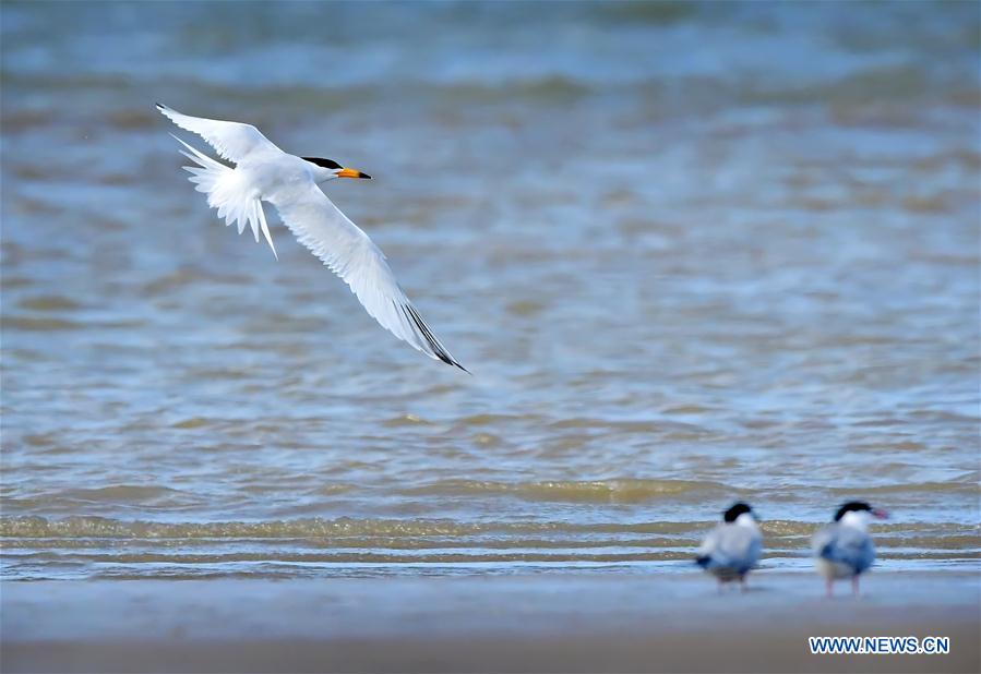 CHINA-FUJIAN-CHINESE CRESTED TERN (CN)