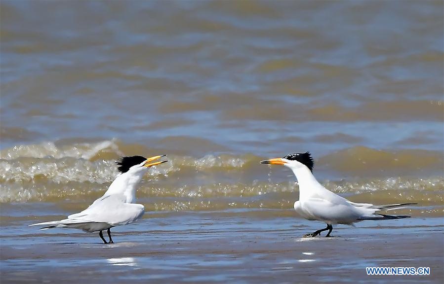 CHINA-FUJIAN-CHINESE CRESTED TERN (CN)