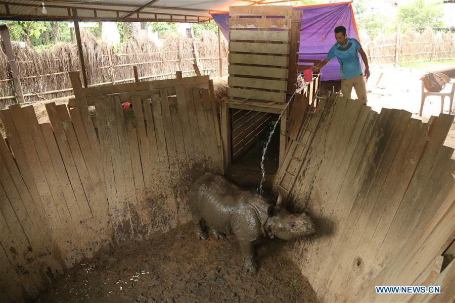 NEPAL-CHITWAN-BABY RHINO-CHINA-GIFT