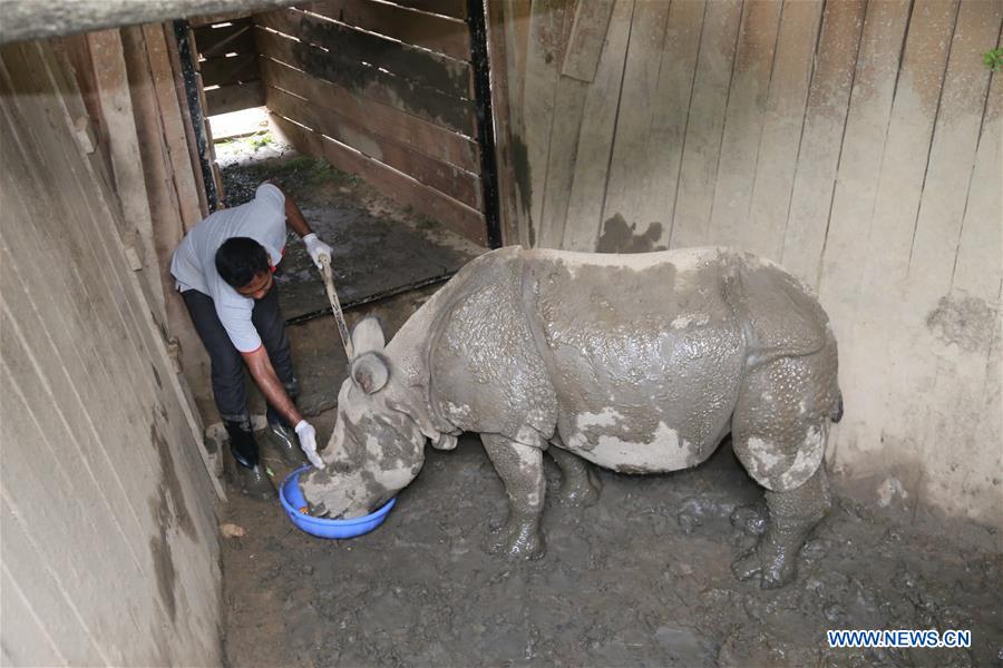 NEPAL-CHITWAN-BABY RHINO-CHINA-GIFT