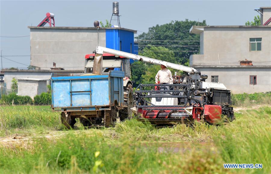 CHINA-JIANGXI-EARLY RICE-HARVEST (CN)