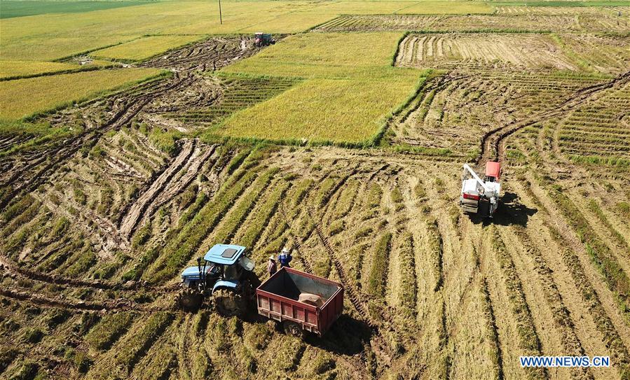 CHINA-JIANGXI-EARLY RICE-HARVEST (CN)