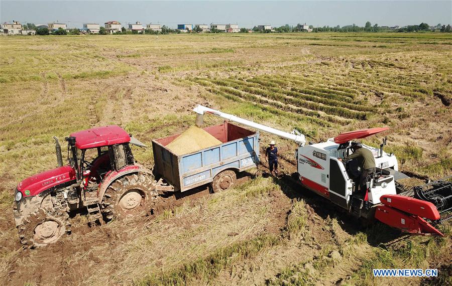 CHINA-JIANGXI-EARLY RICE-HARVEST (CN)