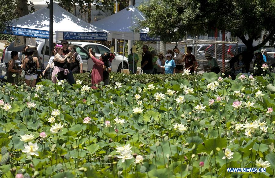 Feature: Chinese culture-centric Lotus Festival 
