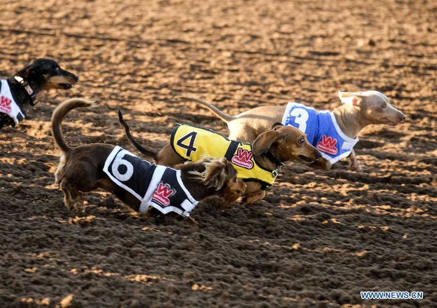 U.S.-LOS ANGELES-DOG RACE