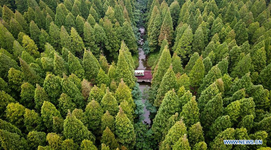 CHINA-JIANGSU-FOREST PARK-SCENERY (CN)