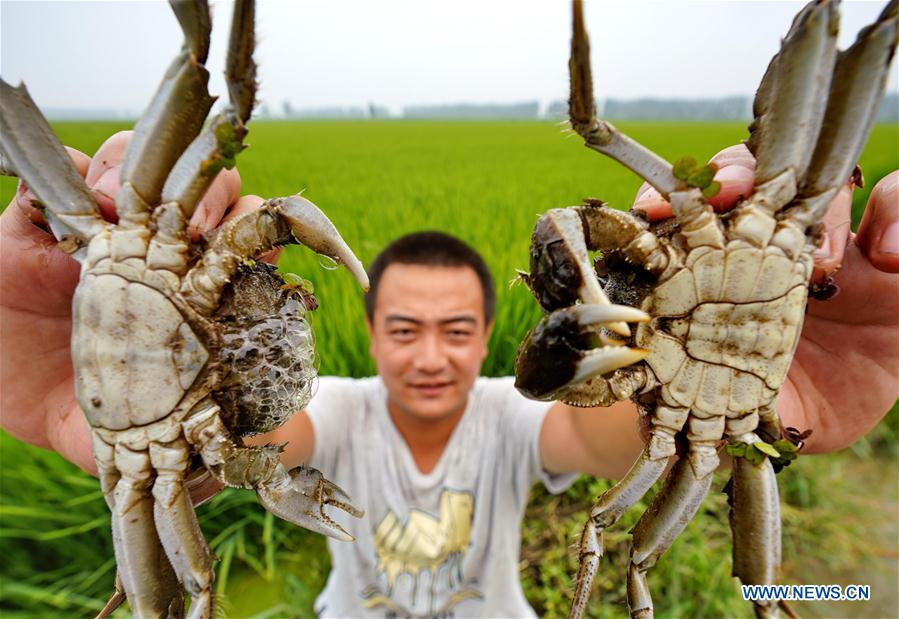 CHINA-HEBEI-AGRICULTURE-MIXED FARMING-RICE-CRAB (CN)