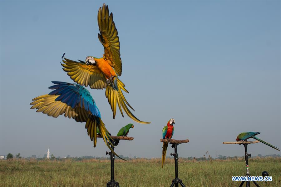 INDONESIA-TANGERANG-MACAW PARROTS