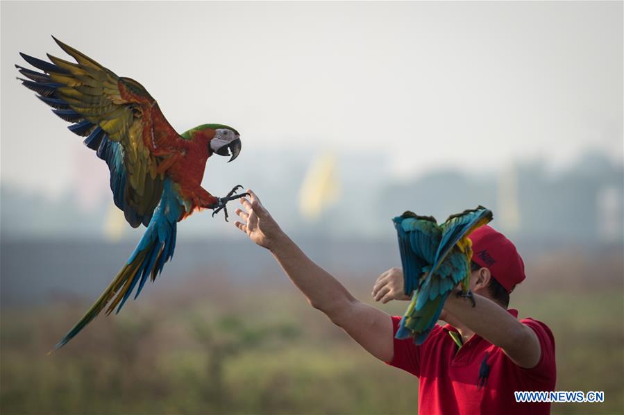 INDONESIA-TANGERANG-MACAW PARROTS