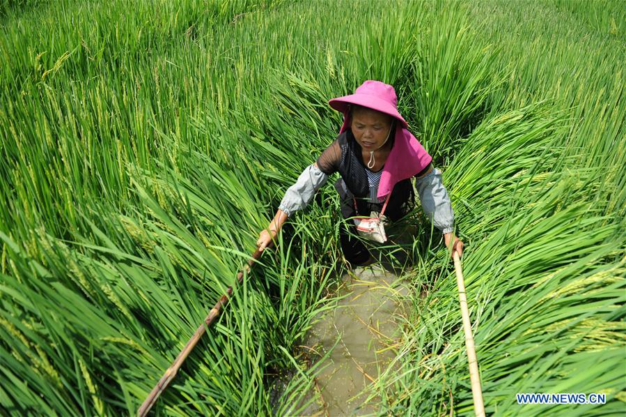 #CHINA-GUIZHOU-CENGONG-AGRICULTURE-RICE (CN)*