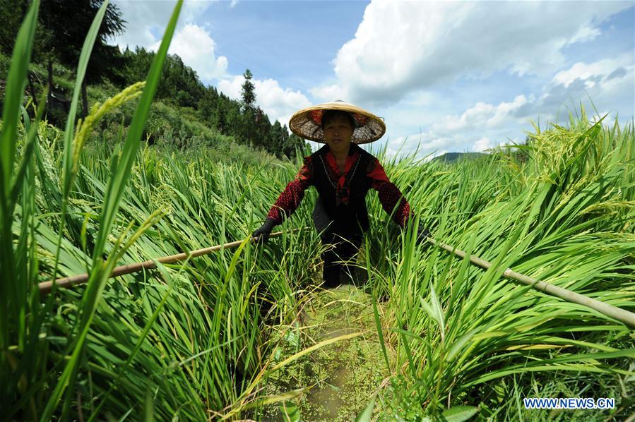 #CHINA-GUIZHOU-CENGONG-AGRICULTURE-RICE (CN)*