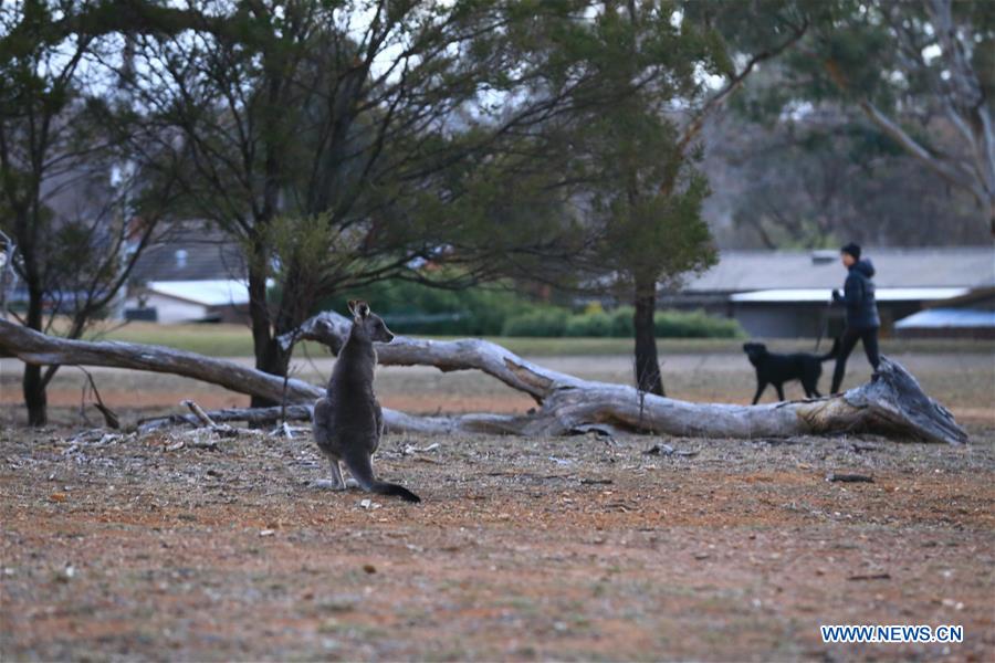 AUSTRALIA-CANBERRA-KANGAROO