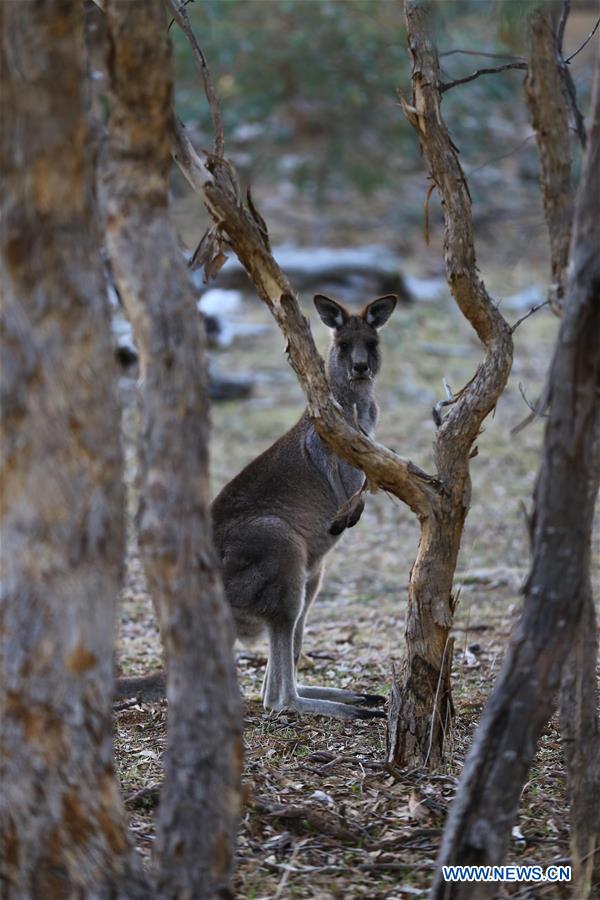 AUSTRALIA-CANBERRA-KANGAROO