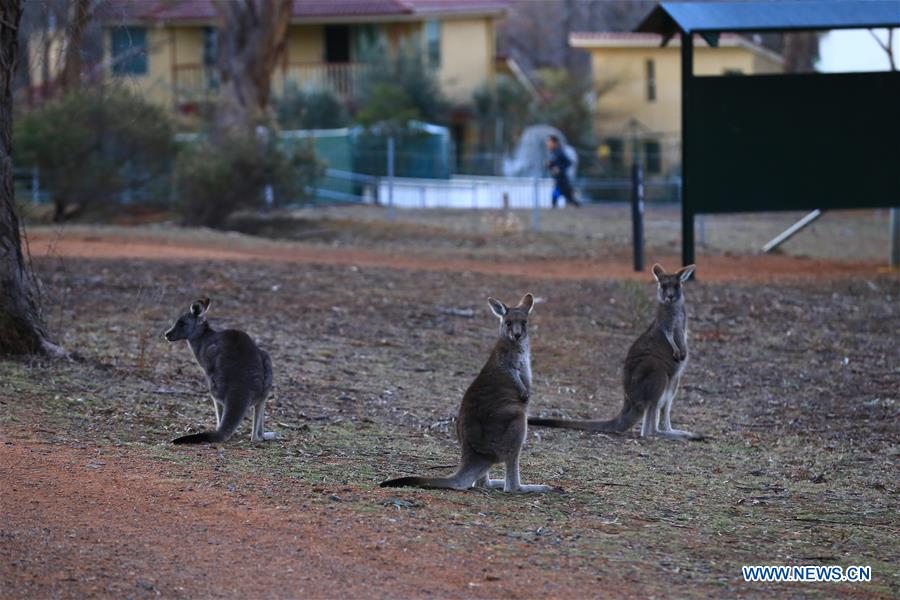 AUSTRALIA-CANBERRA-KANGAROO