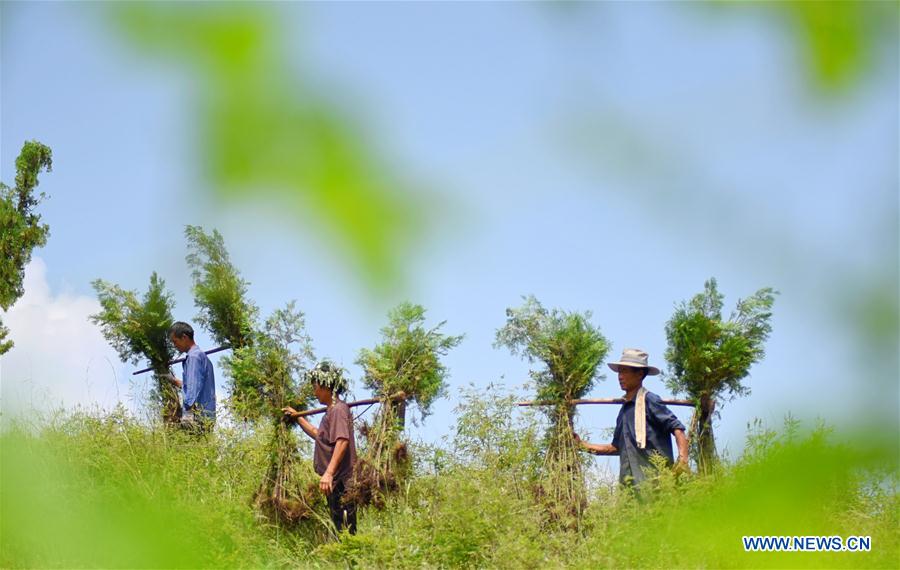 #CHINA-SHANDONG-TREE PLANTING (CN)