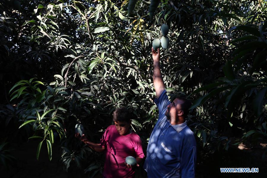 EGYPT-MONOFYA-MANGO HARVEST