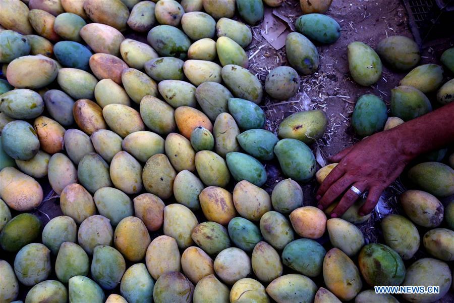EGYPT-MONOFYA-MANGO HARVEST